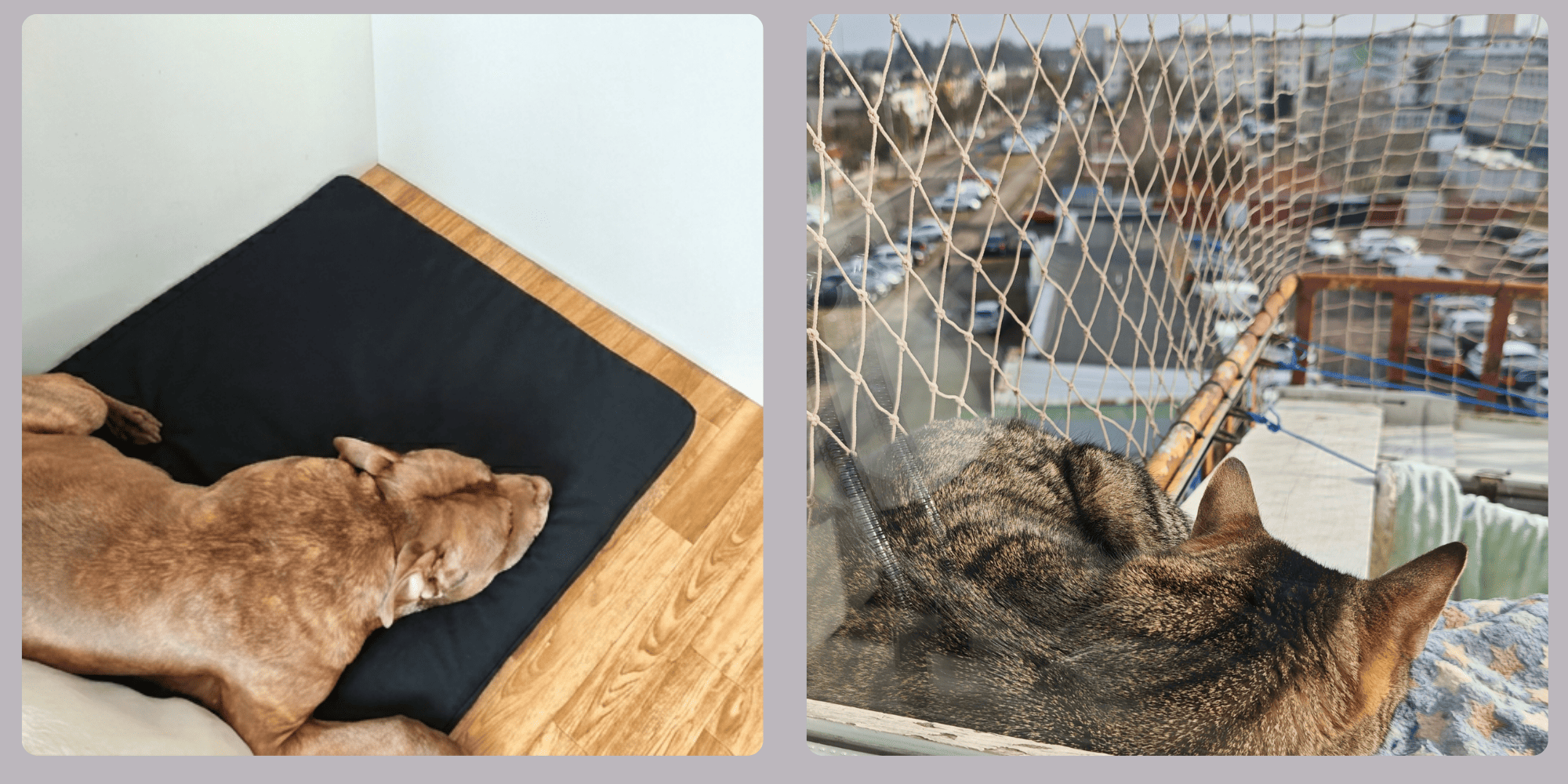 Karmel pitbul i kotka Tosia